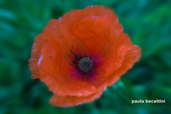 Mille papaveri di pianto