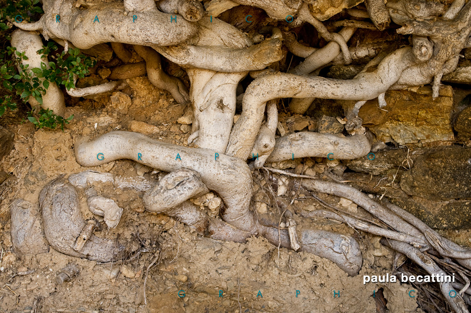 Radici di Roses (complesso monumentale della Cittadella) Radici di Roses (complesso monumentale della Cittadella)