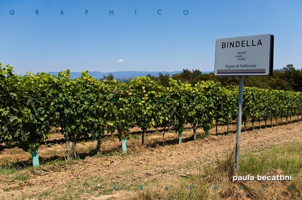 Le vigne di Vallocaia Le vigne di Vallocaia