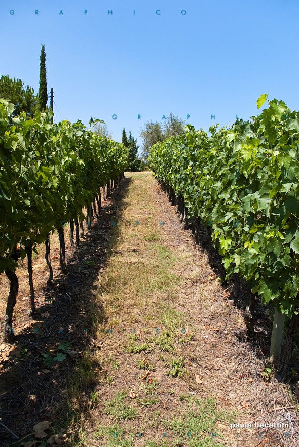 Le vigne di Vallocaia Le vigne di Vallocaia