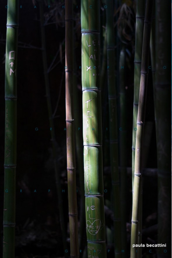 Canne di bambù segnate