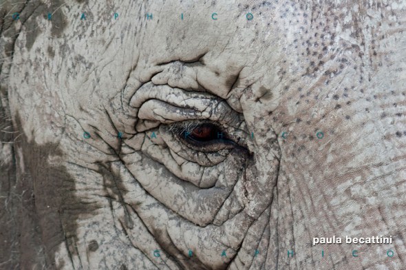 Zoom su occhio di elefante