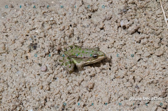 Simpatica ranocchia tunisina