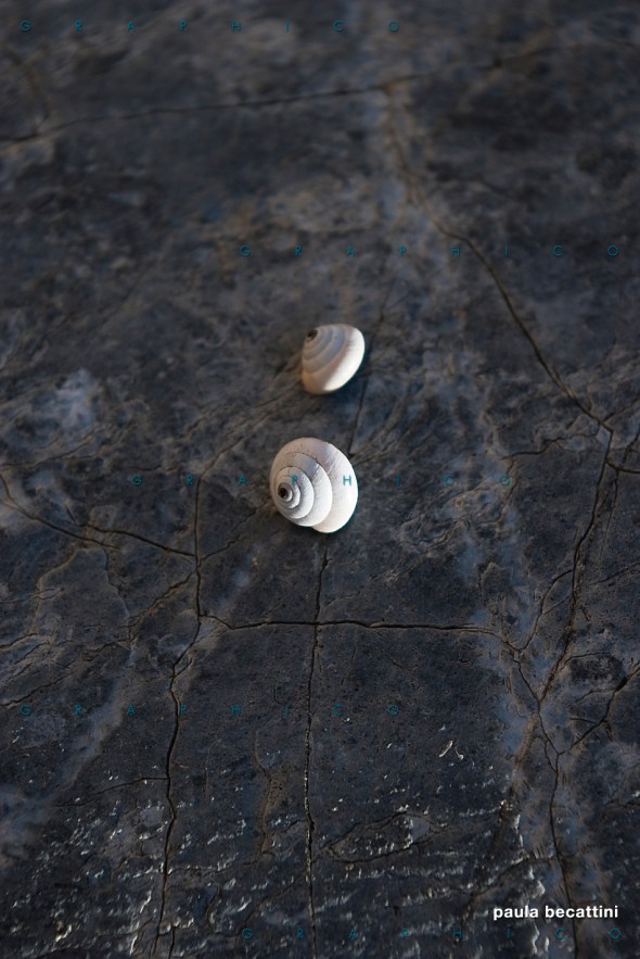 Chiocciola tunisina Chiocciola tunisina