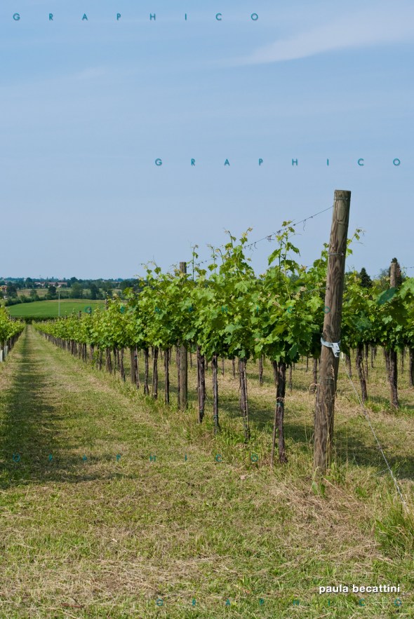 Venturini Baldini, Tenuta di Roncolo: filare