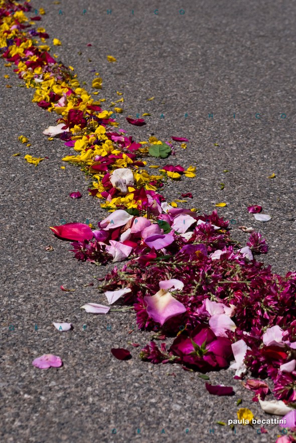 Petali sull'asfalto