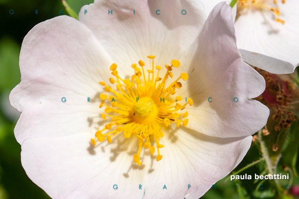 Fiore con i suoi pistilli