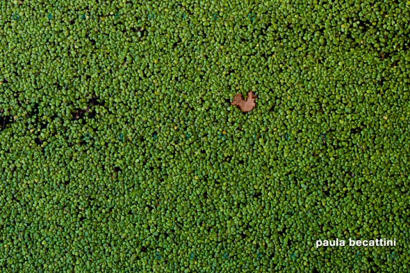 Alghe di lago in superficie