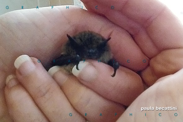 Giovane pipistrello