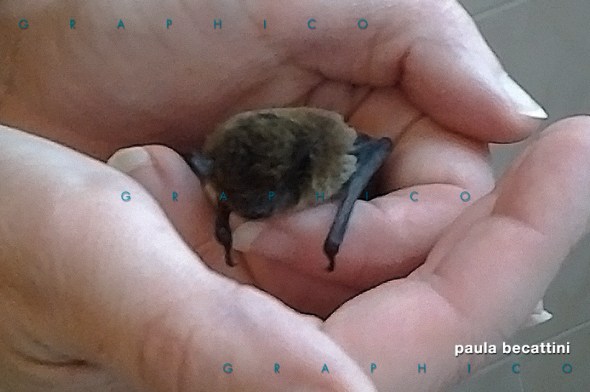 Giovane pipistrello