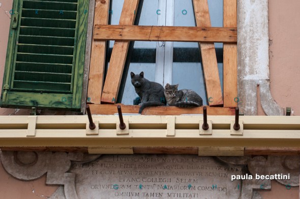 Due gatti a L'Aquila