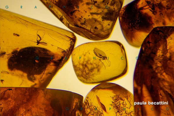 Insetti imprigionati nell'ambra